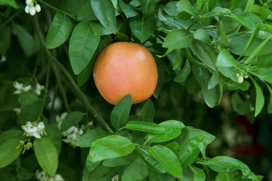 Photo of Ripe grapefruit and flowers growing on tree outdoors