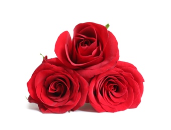 Photo of Beautiful red rose flowers on white background