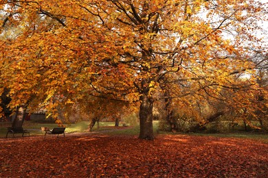 Photo of Beautiful park with yellowed trees and fallen leaves