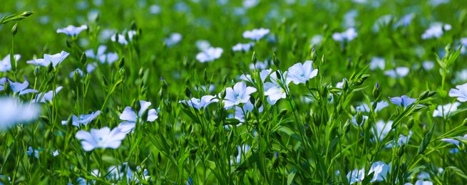 Image of Beautiful blooming flax plants in field on sunny day. Banner design