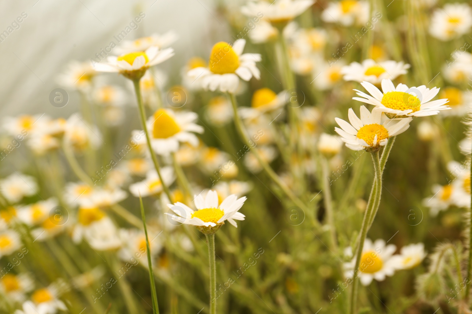 Photo of Beautiful chamomile flowers growing in field, closeup