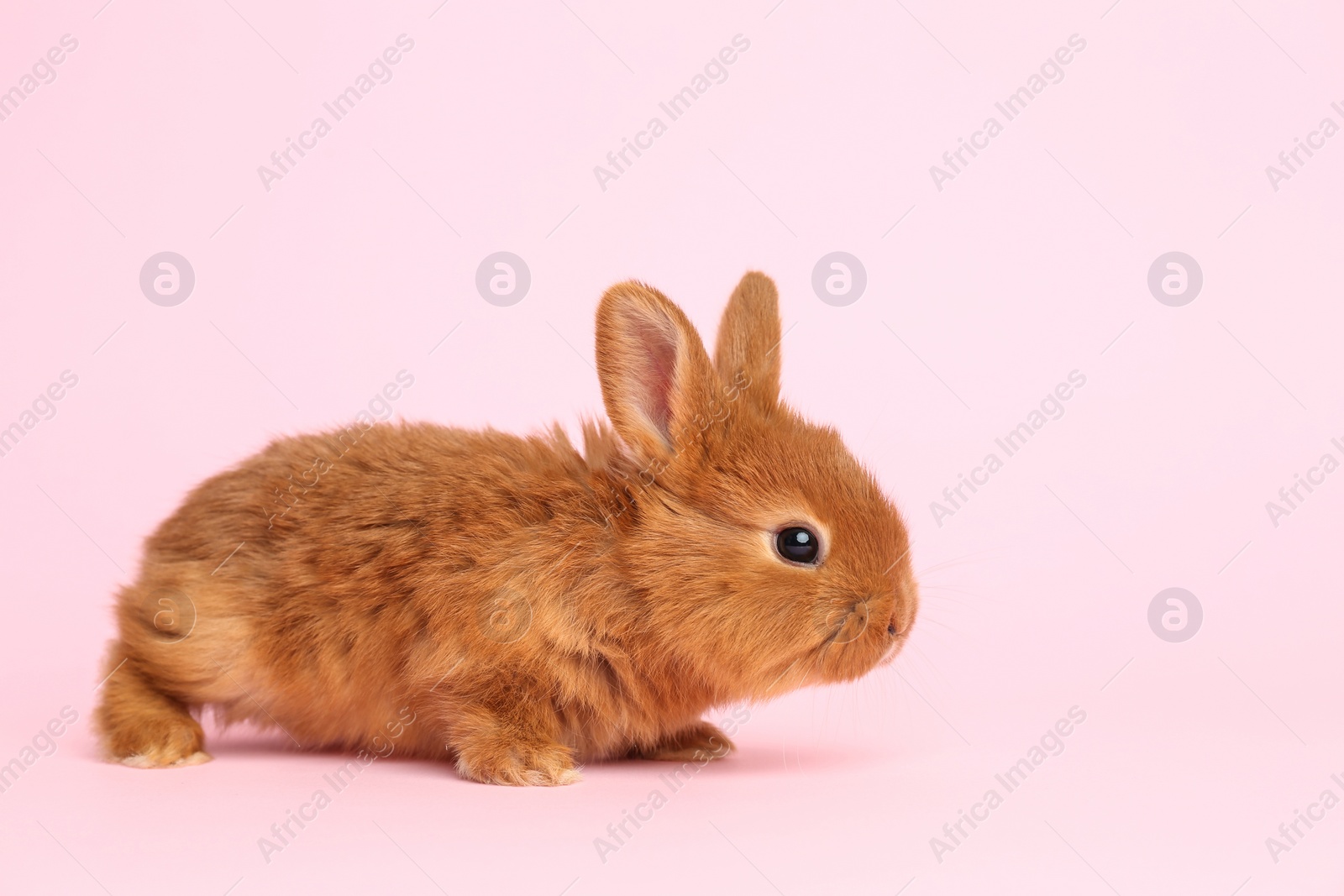 Photo of Adorable fluffy bunny on pink background. Easter symbol