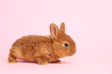 Adorable fluffy bunny on pink background. Easter symbol