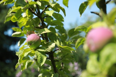 Delicious ripe apple on tree in garden on sunny day