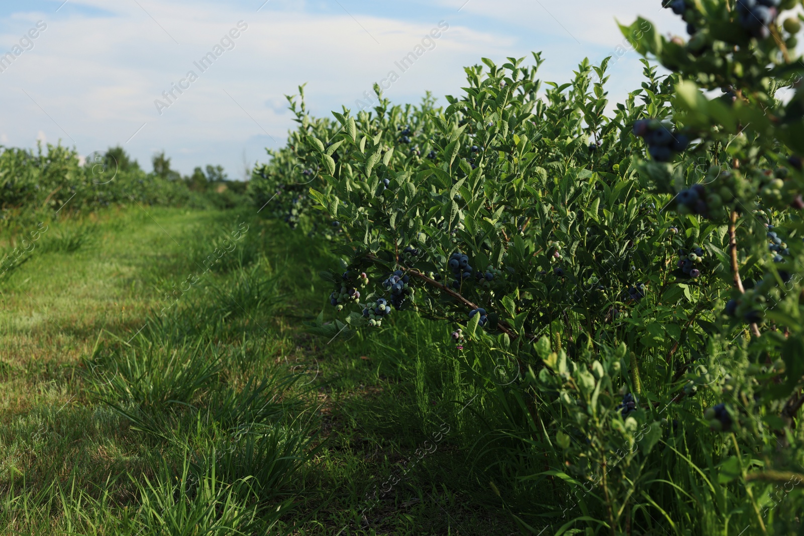 Photo of Blueberry bushes growing on farm on sunny day. Seasonal berries