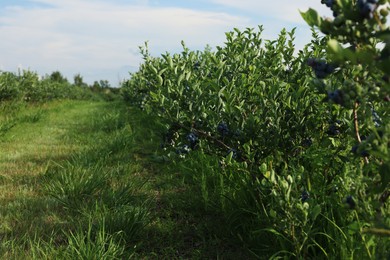 Photo of Blueberry bushes growing on farm on sunny day. Seasonal berries