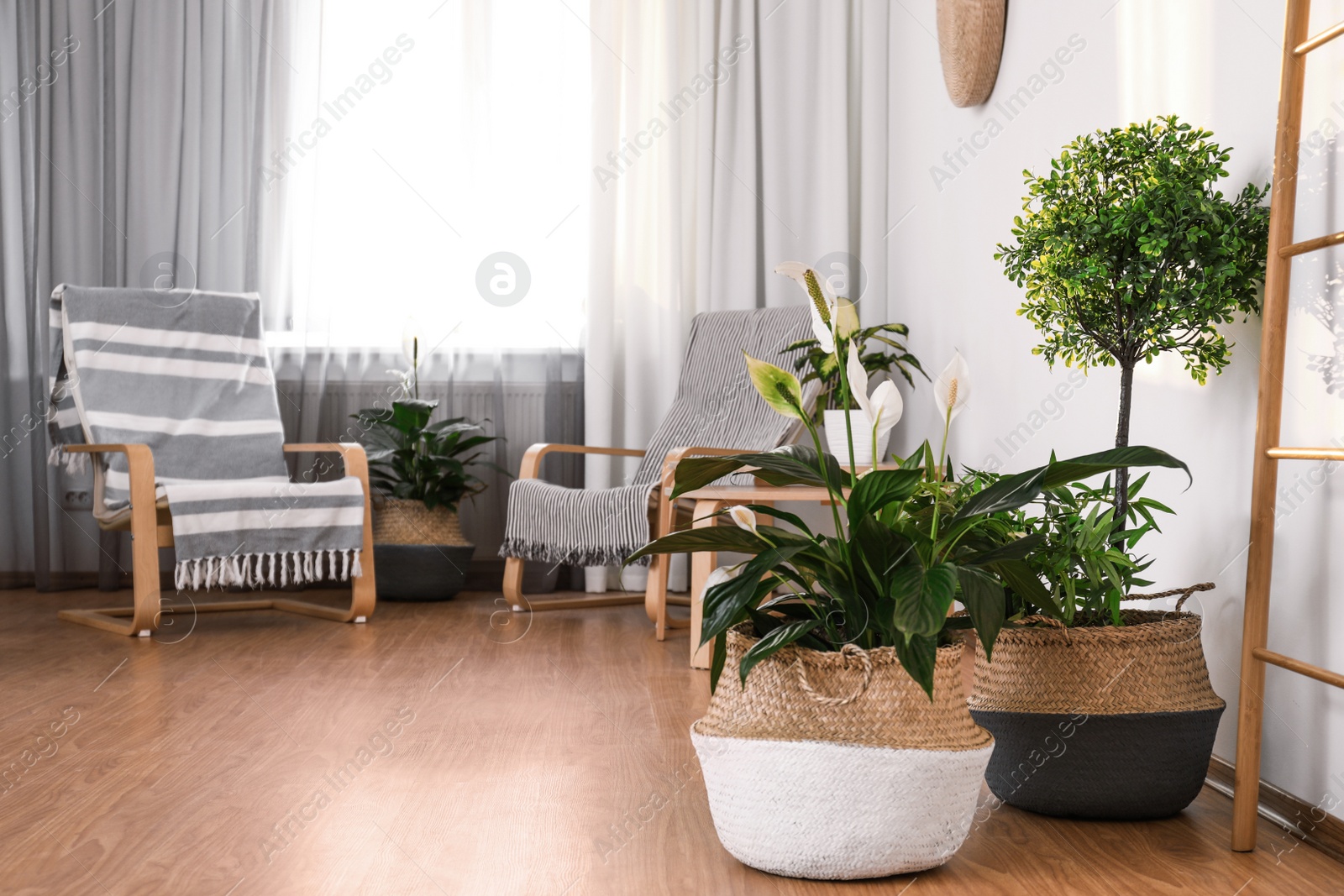 Photo of Beautiful potted plants in stylish room interior. Design elements