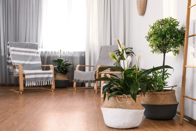 Photo of Beautiful potted plants in stylish room interior. Design elements