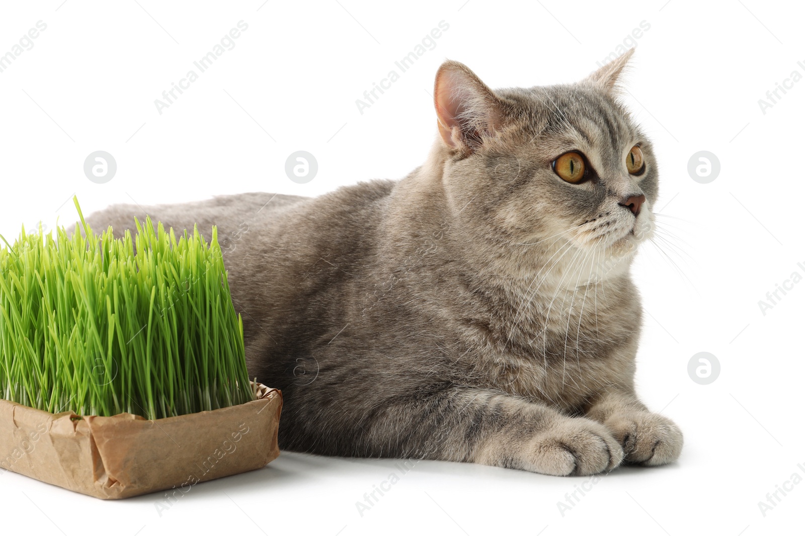 Photo of Cute cat and fresh green grass isolated on white