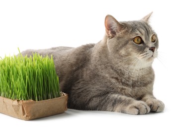 Cute cat and fresh green grass isolated on white