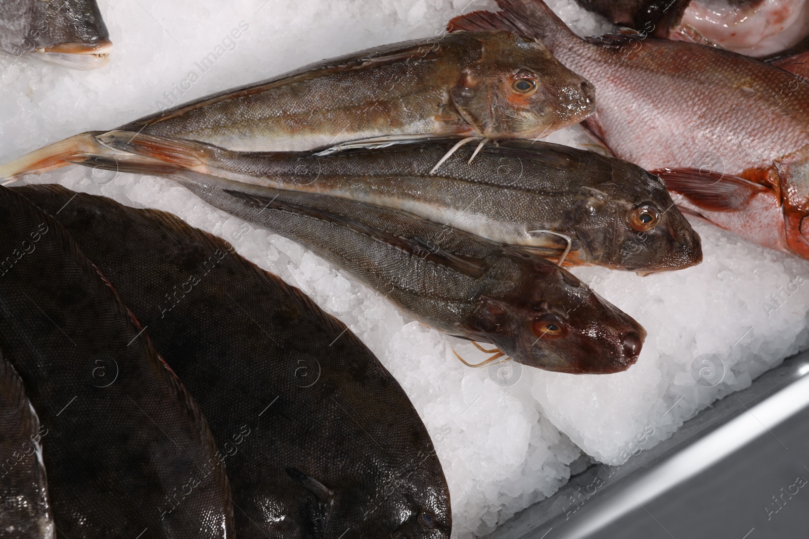 Photo of Different types of fresh fish on ice in supermarket