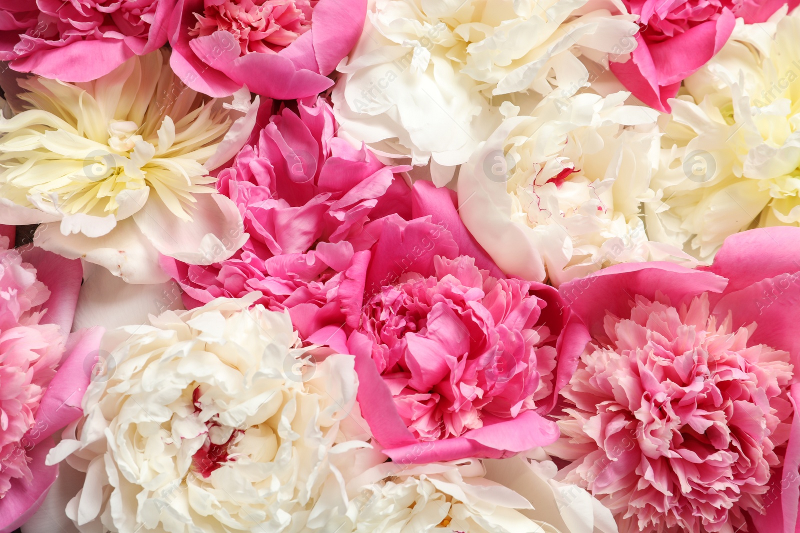 Photo of Beautiful fresh peony flowers as background, top view