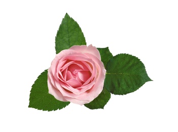 Photo of Beautiful blooming pink rose on white background, top view