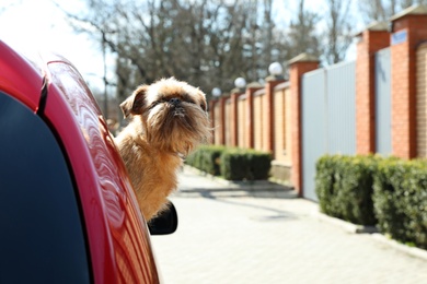 Photo of Adorable little dog looking out from car window, space for text. Exciting travel