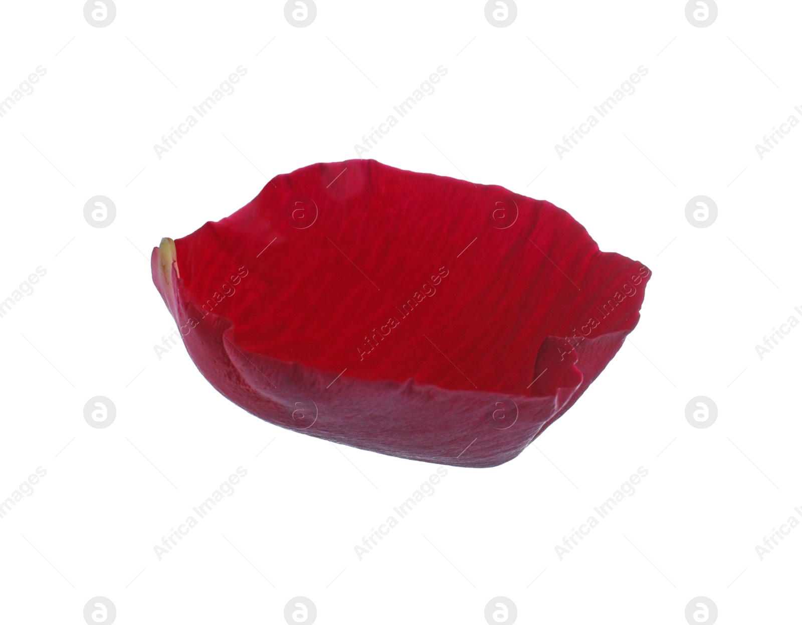 Photo of Red rose flower petal on white background