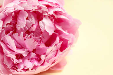 Photo of Beautiful pink peony flower on beige background, closeup