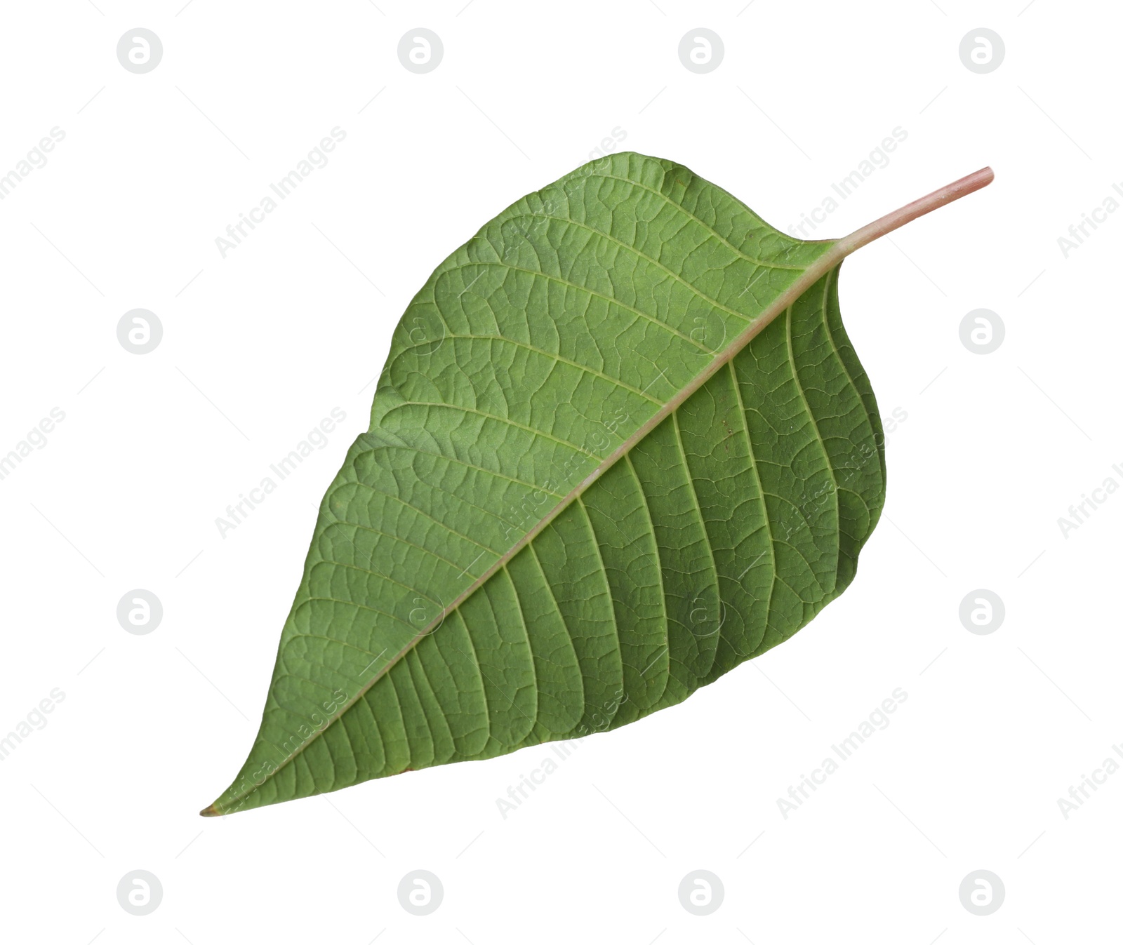 Photo of Leaf of tropical poinsettia plant isolated on white