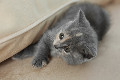 Cute British Shorthair kitten on beige sofa. Baby animal