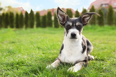 Photo of Small black and white dog on green grass. Cute pet