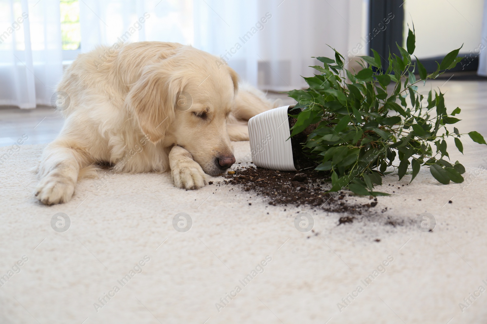 Photo of Cute Golden Retriever dog near overturned houseplant on light carpet at home