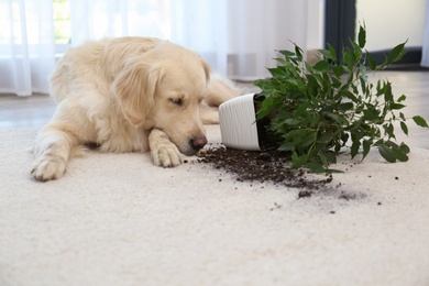 Photo of Cute Golden Retriever dog near overturned houseplant on light carpet at home