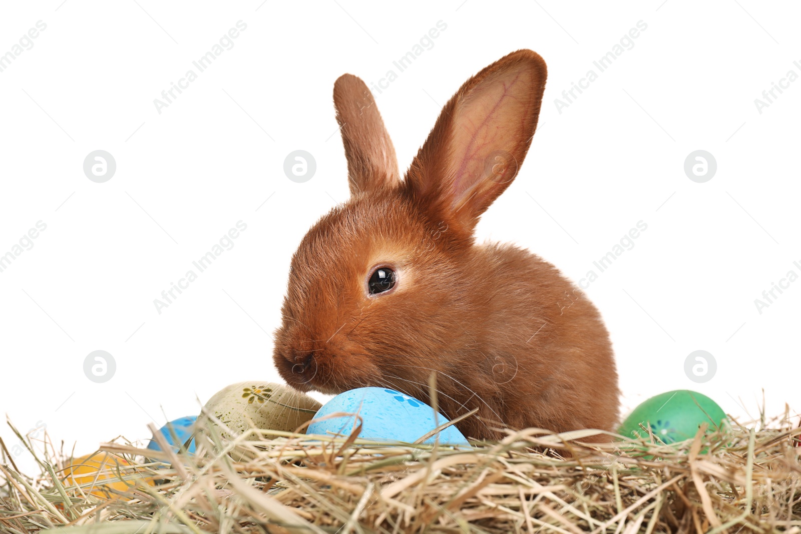 Photo of Cute bunny on hay with Easter eggs against white background