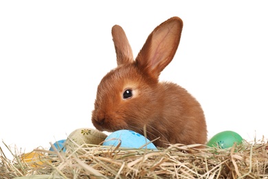 Cute bunny on hay with Easter eggs against white background