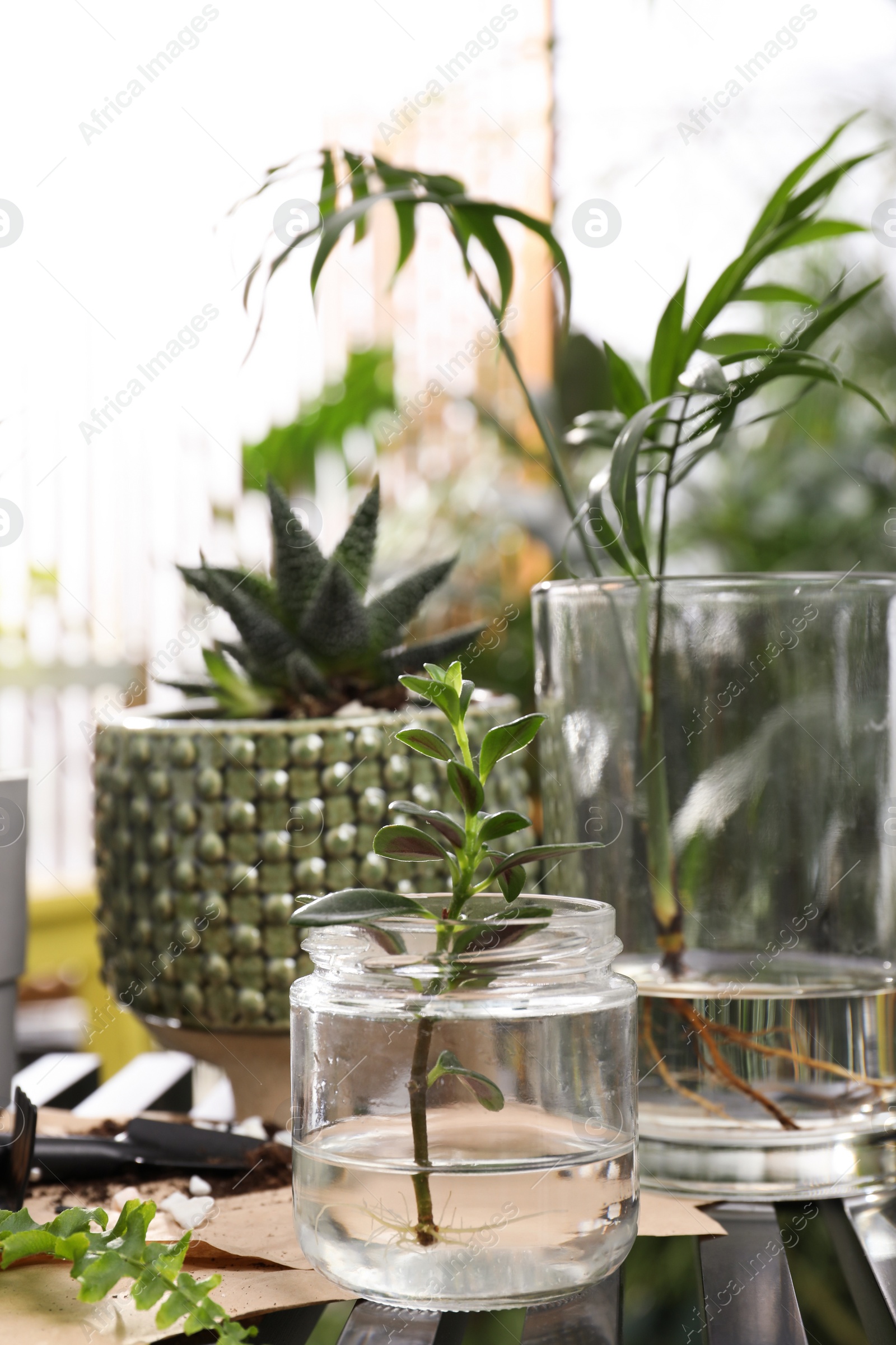 Photo of Different houseplants and seedlings on table indoors