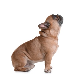 Photo of Cute French bulldog on white background. Funny pet