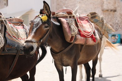 Cute donkeys with tack and pretty accessories on city street