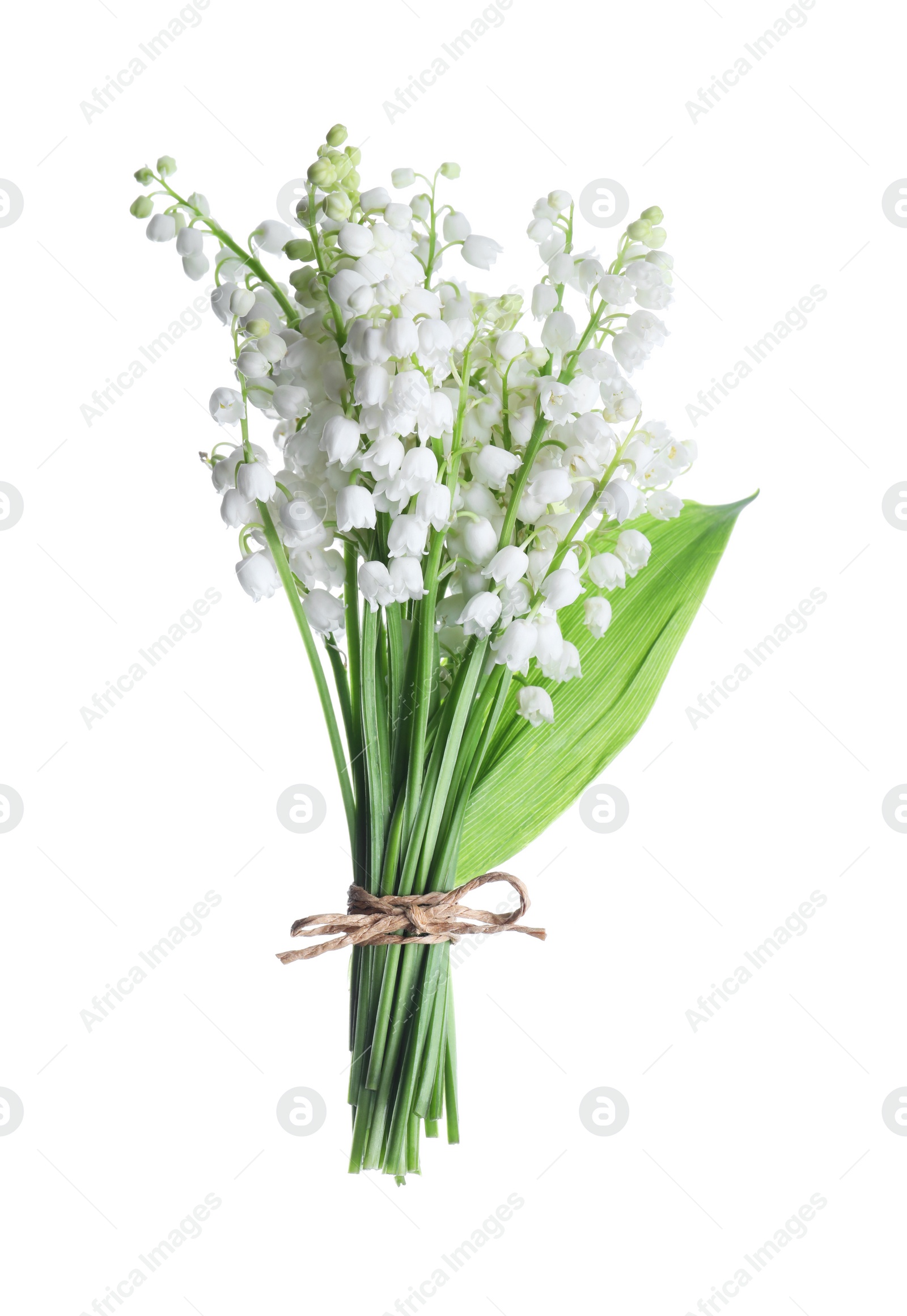 Photo of Beautiful lily of the valley flowers isolated on white