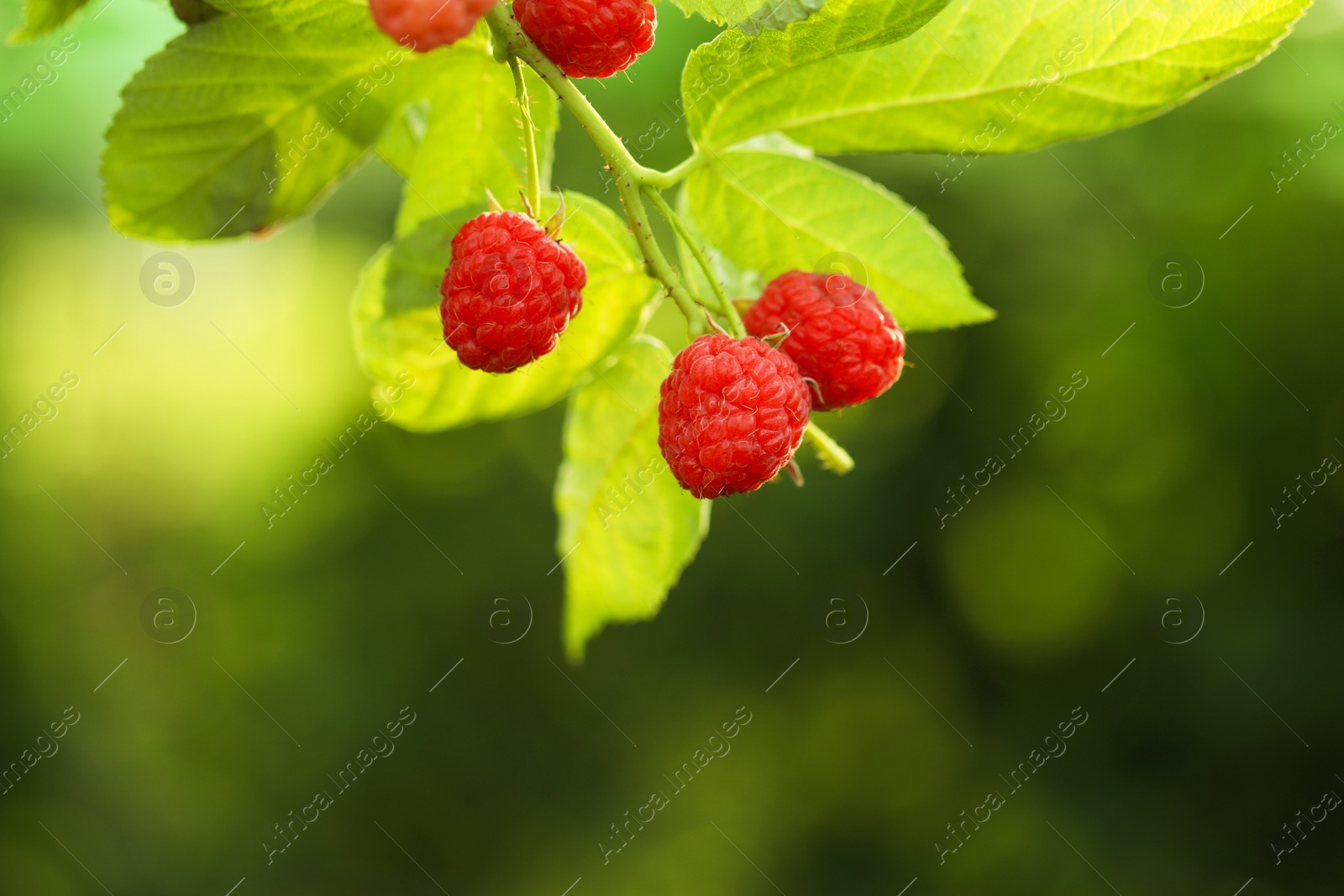 Photo of Raspberry bush with tasty ripe berries in garden, closeup