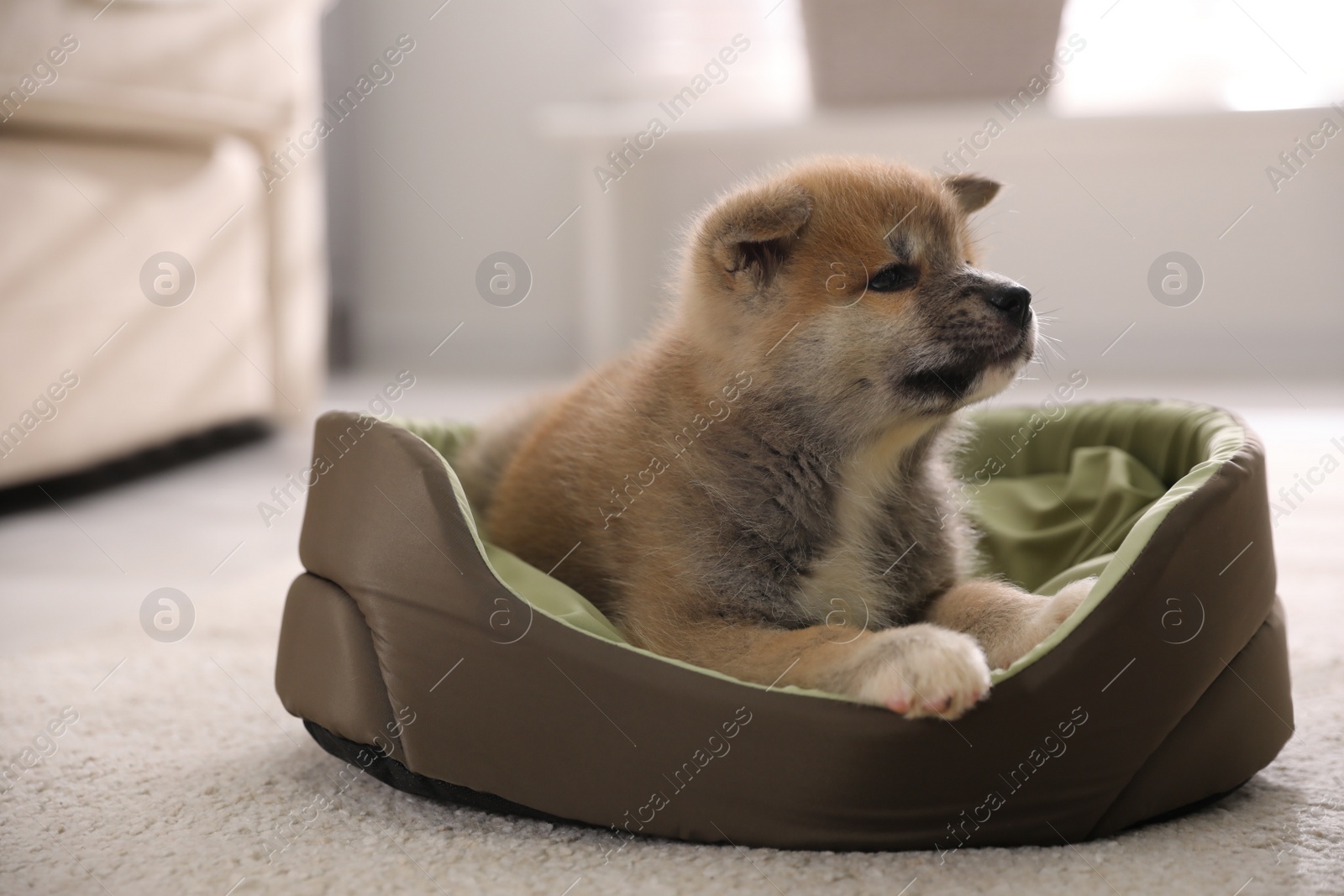 Photo of Adorable Akita Inu puppy in dog bed indoors