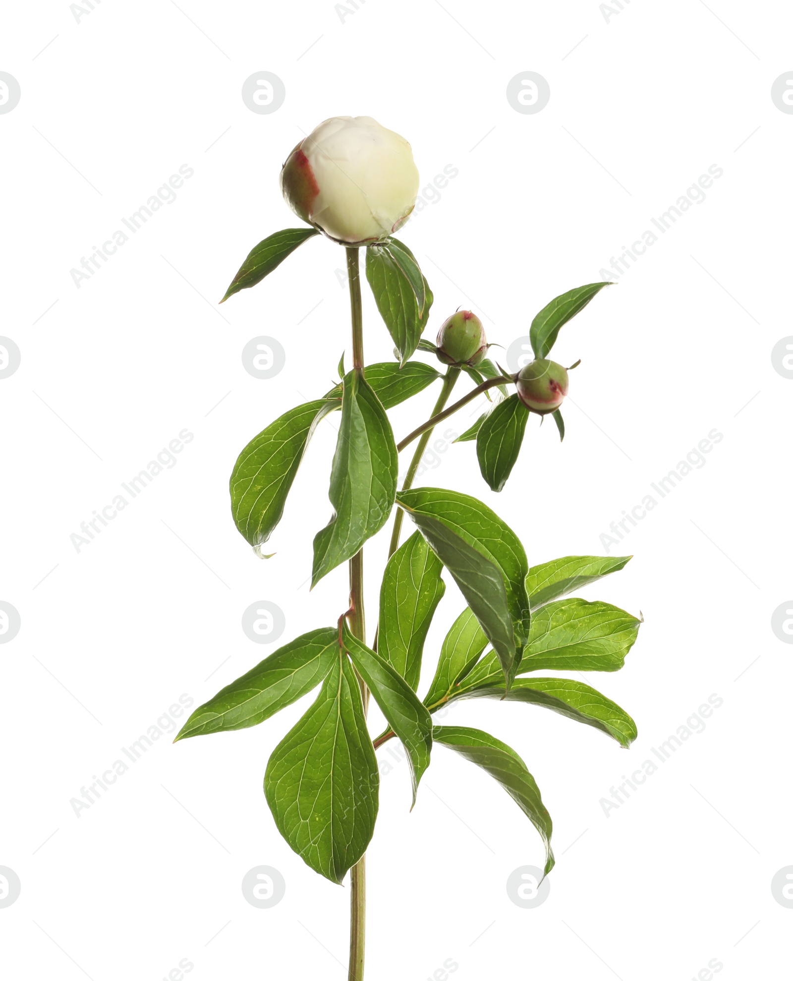 Photo of Fragrant peony on white background. Beautiful spring flower