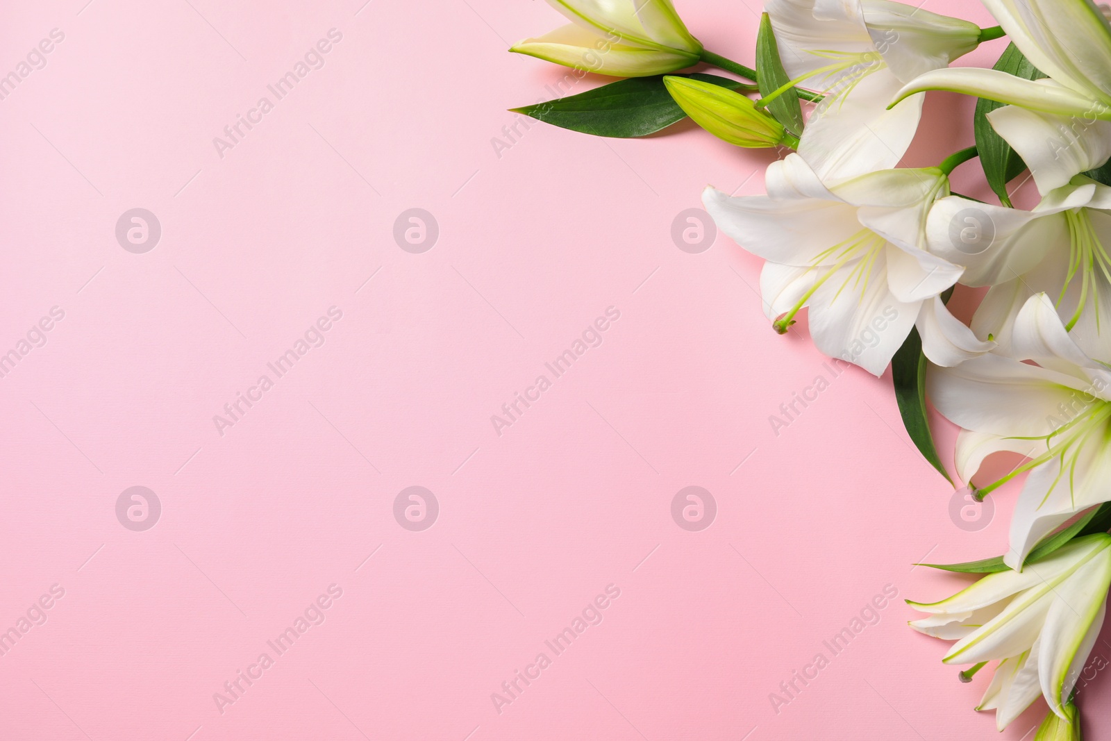 Photo of Beautiful white lily flowers on pink background, flat lay. Space for text