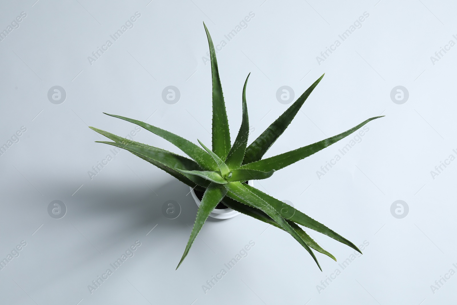 Photo of Green aloe vera plant on light gray background, top view