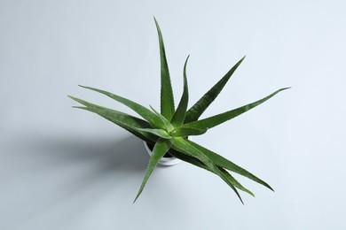 Green aloe vera plant on light gray background, top view