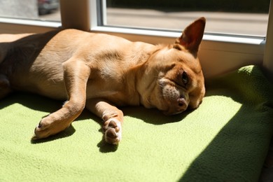 Photo of Cute small chihuahua dog sleeping on window sill indoors