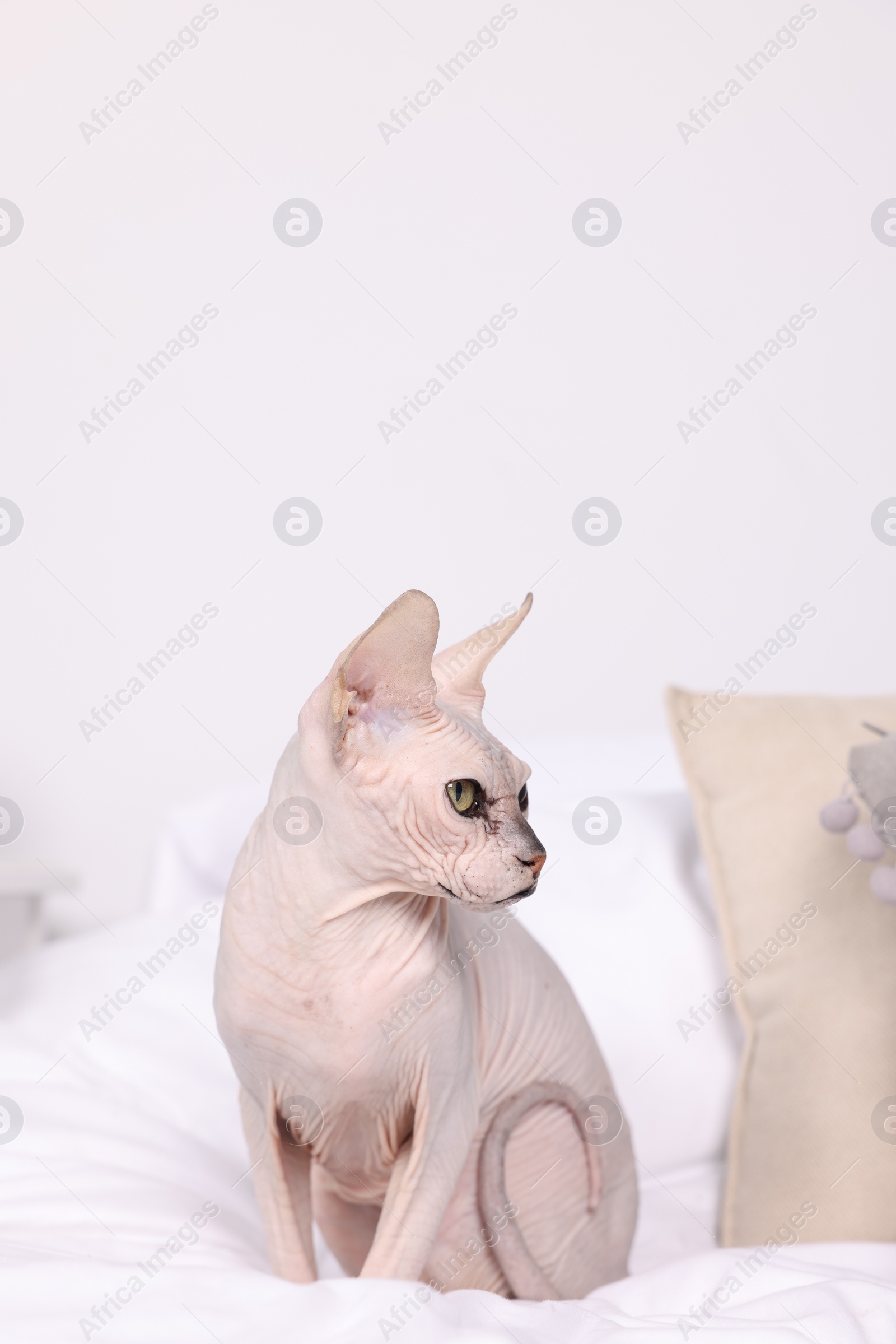 Photo of Cute Sphynx cat on bed at home. Lovely pet