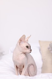 Cute Sphynx cat on bed at home. Lovely pet