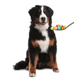 Image of Adorable Bernese Mountain dog and spoon full of different pills on white background. Vitamins for animal 