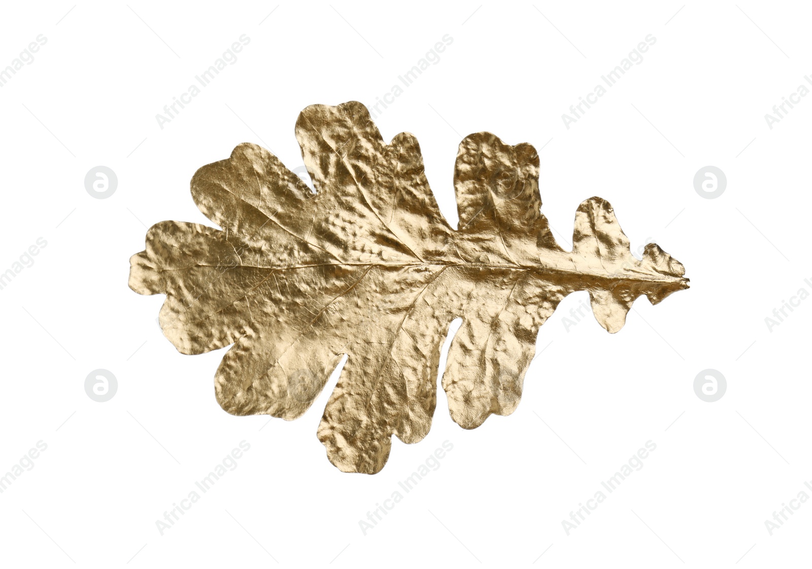 Photo of One golden oak leaf isolated on white. Autumn season