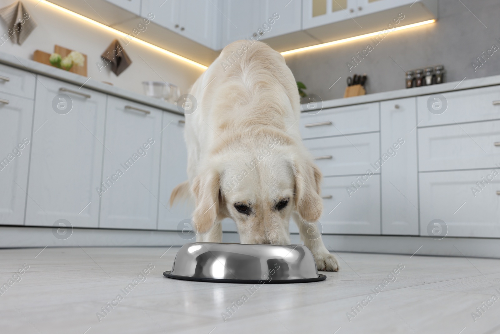 Photo of Cute Labrador Retriever eating from metal bowl in kitchen