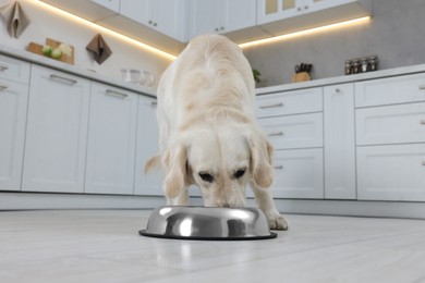 Photo of Cute Labrador Retriever eating from metal bowl in kitchen