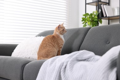 Cute ginger cat sitting on sofa at home