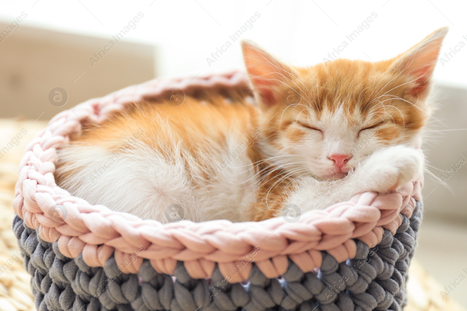 Photo of Cute little red kitten sleeping in knitted basket at home