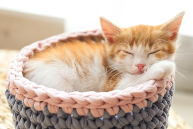 Cute little red kitten sleeping in knitted basket at home