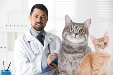 Image of Cute cats and mature veterinarian in office