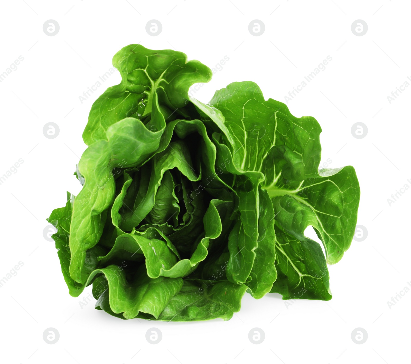 Photo of Fresh green romaine lettuce isolated on white