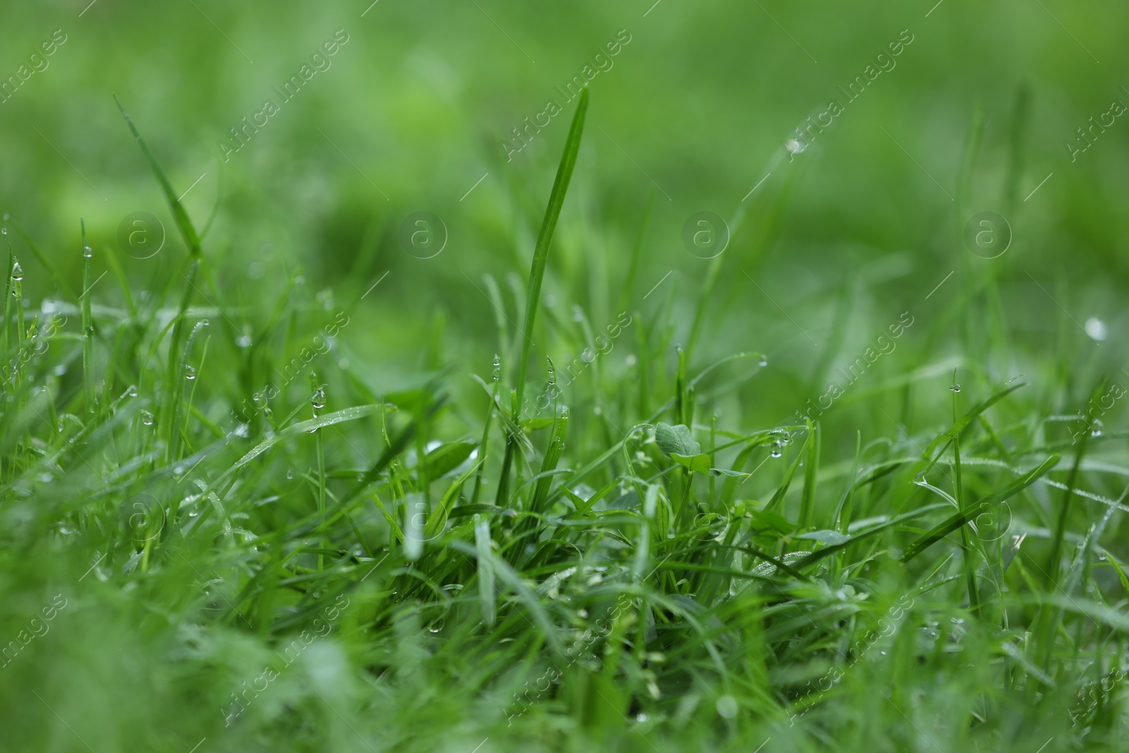 Photo of Fresh green grass with water drops growing outdoors in summer, closeup